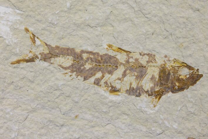 Bargain Fossil Fish (Knightia) - Wyoming #150566